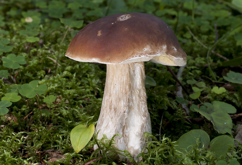 Boletus edulis